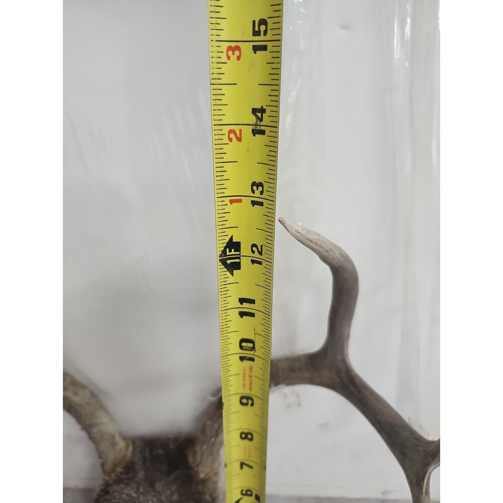 Deer Rack antler Pair With Skull Cap 6 Point - Picture 9 of 9
